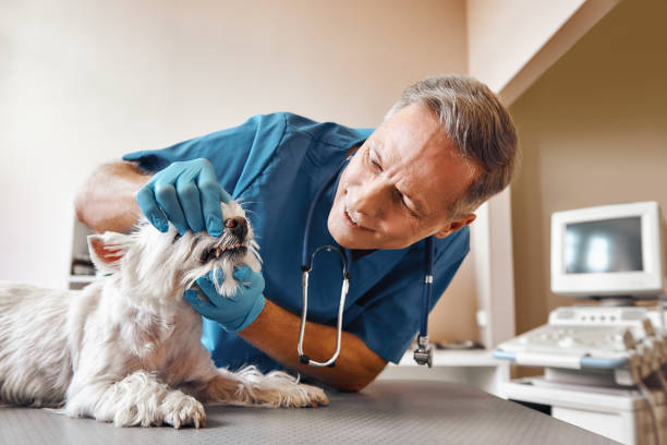 Best Urgent Dental Care in Lucerne Valley, CA